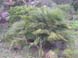 DSCN4946